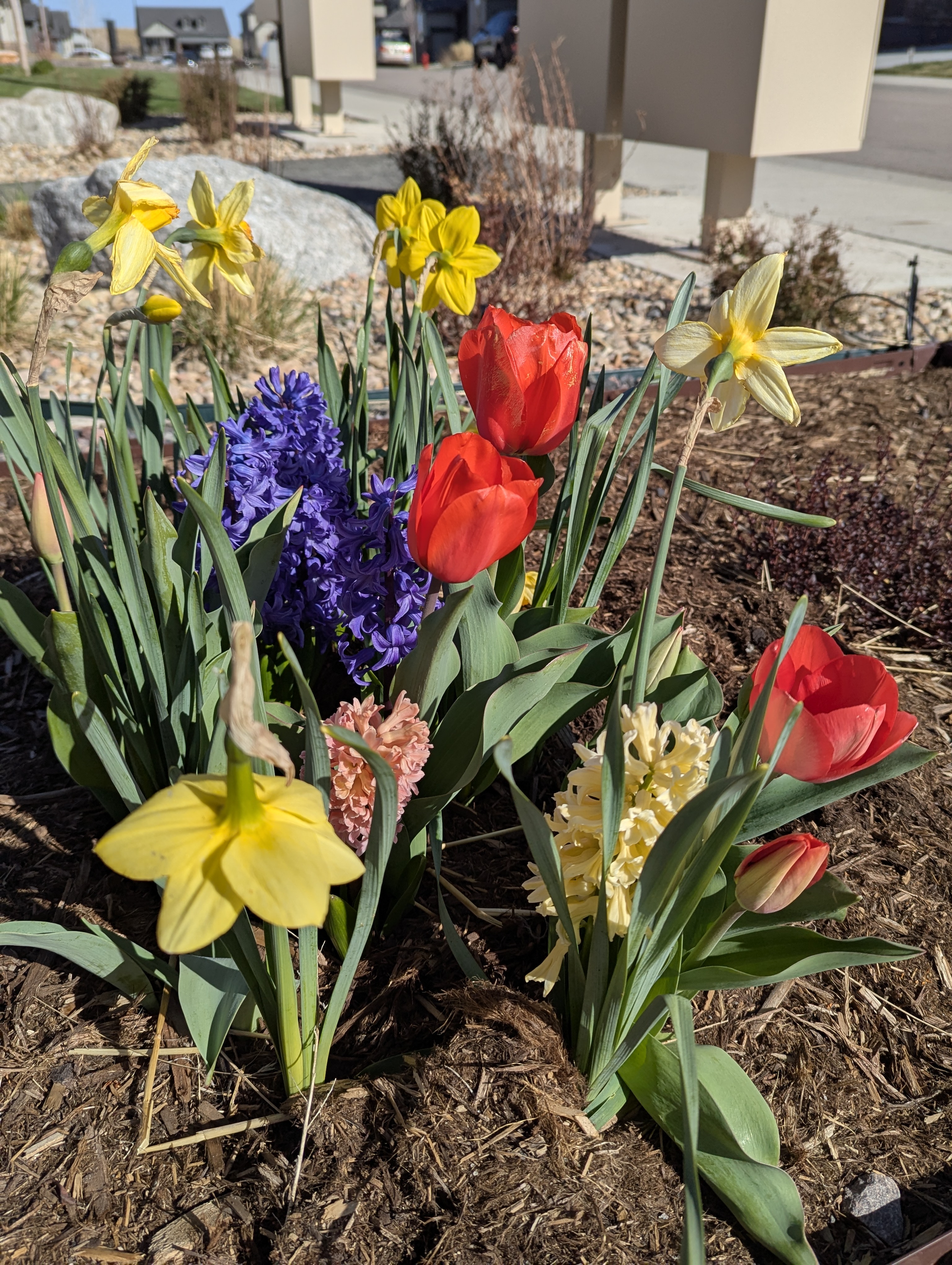 Garden, Flowers, Morrison, Colorado